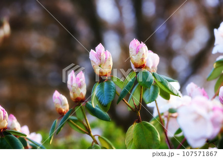 Closeup of Rhododendron flowers blossoming and growing in a garden. Plants blooming during the spring season. Pink bush against a blurred background in a botanical garden. New seasonal growth 107571867
