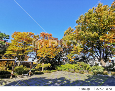 Orange and yellow leaves of beautiful Foliage in Autumn season of Namsan Mountain Park in Seoul, South Korea. Orange and yellow leaves of beautiful Foliage in Autumn season of Namsan Mountain Park in Seoul, South Korea. 107571878