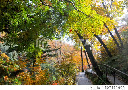 Red Orange Green maple leaves trees in deep forest with beautiful colourful Autumn foliage trees scenery. 107571903
