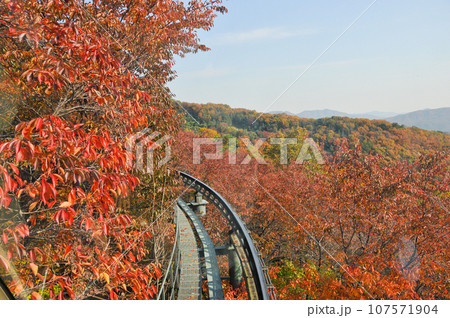 Hwadam Forest Botanic Garden small shuttle train car metal railway to Red Orange maple leaves trees in deep forest with beautiful colourful Autumn foliage trees scenery. Hwadam Forest Botanic Garden small shuttle train car metal railway to Red Orange maple leaves trees in deep forest with beautiful colourful Autumn foliage trees scenery. 107571904