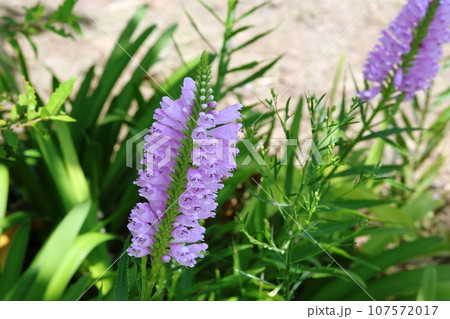 一列に揃って咲いている小さな花が綺麗! ハナトラノオ(花虎の尾) 一列に揃って咲いている小さな花が綺麗! ハナトラノオ(花虎の尾) 107572017