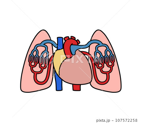 肺血管 107572258