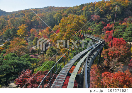 Hwadam Forest Botanic Garden small shuttle train car metal railway to Red Orange maple leaves trees in deep forest with beautiful colourful Autumn foliage trees scenery. Hwadam Forest Botanic Garden small shuttle train car metal railway to Red Orange maple leaves trees in deep forest with beautiful colourful Autumn foliage trees scenery. 107572624
