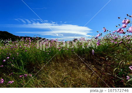 風に吹かれるコスモス畑と青空 岩手県 御所湖広域公園 風に吹かれるコスモス畑と青空 岩手県 御所湖広域公園 107572746