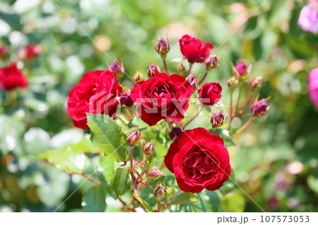 バラの花　ラバグルート 107573053