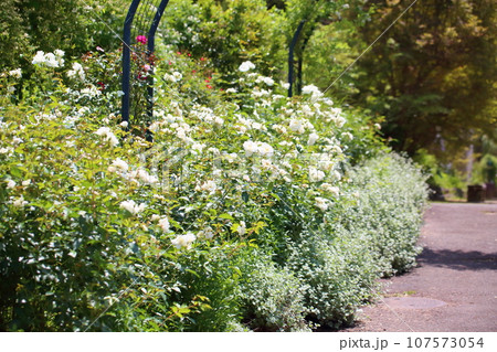 バラの花 シュネービッチェン バラの花 シュネービッチェン 107573054