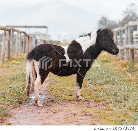 A pony is a childhood dream. a pony standing on a farm. A pony is a childhood dream. a pony standing on a farm. 107573374