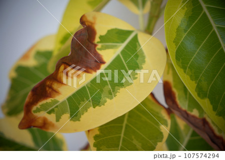 葉が茶色になった観葉植物 葉が茶色になった観葉植物 107574294