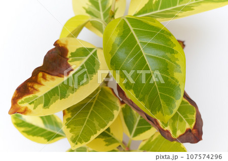 葉が茶色になった観葉植物 葉が茶色になった観葉植物 107574296