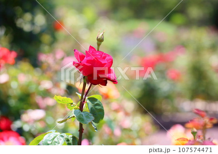 バラの花 フロイデ バラの花 フロイデ 107574471