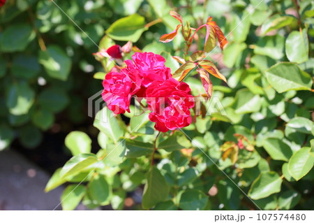 バラの花 ユーロピア―ナ バラの花 ユーロピア―ナ 107574480