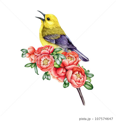 Singing warbler on a blooming quince branch. Watercolor illustration. Hand painted quince twig with a bird. Vintage style decor element. Cute little singing bird with spring flowers. White background 107574647