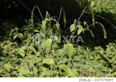 自然　植物　ヒカゲイノコヅチ、九月半ば。林縁に生えたヒカゲイノコヅチの花が地味に満開状態 107574804