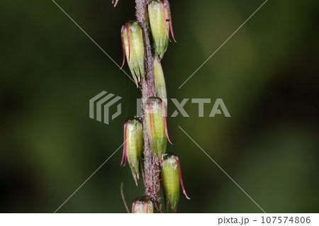 自然　植物　ヒカゲイノコヅチ、十月初めの若い実。まだ洋服にはくっつかないようですが・・・ 107574806