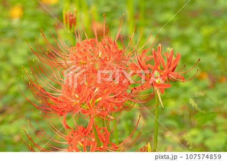 家の周りの草花　四季の色々　燃える様な赤い花　田んぼの畔を照らす　彼岸花 107574859