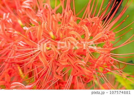 家の周りの草花 四季の色々 燃える様な赤い花 田んぼの畔を照らす 彼岸花 家の周りの草花 四季の色々 燃える様な赤い花 田んぼの畔を照らす 彼岸花 107574881