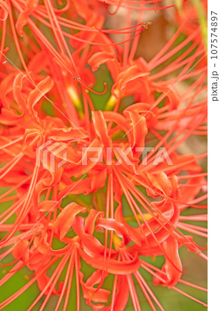 家の周りの草花　四季の色々　燃える様な赤い花　田んぼの畔を照らす　彼岸花 107574897