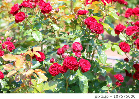 バラの花　ラバグルート 107575000