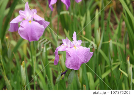 ハナショウブ 桃源境② 107575205