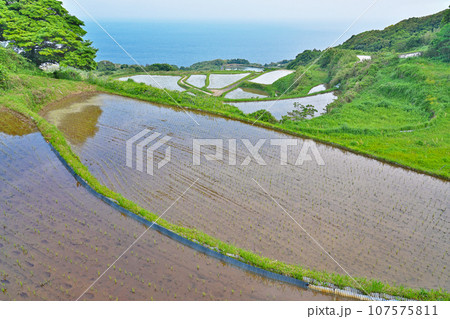 【東後畑棚田】 山口県長門市油谷後畑 107575811