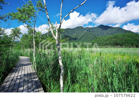 夏の戦場ヶ原　見晴らしの良い木道から山なみを臨む 107576622