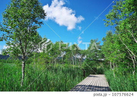 夏の戦場ヶ原　日当たりの良い木道 107576624