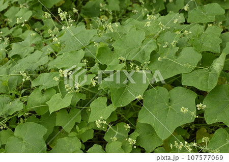 アレチウリの花 107577069