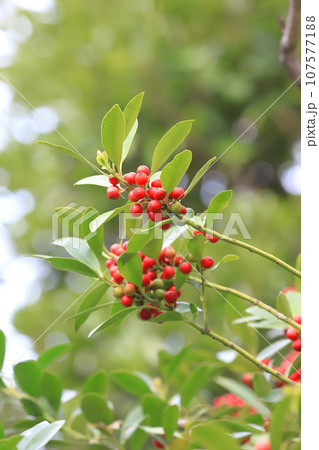 赤い実をつけた黐の木（モチノキ）の写真素材 [107577188] - PIXTA
