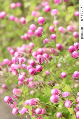満開の千日紅（センニチコウ）の花 107577251