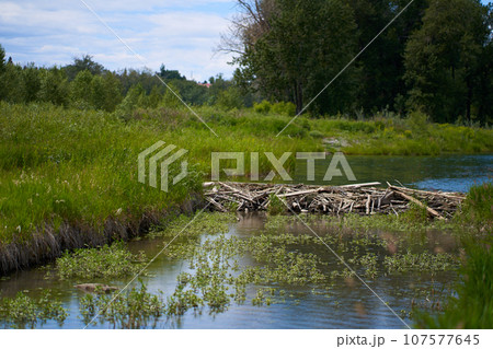 The beaver dam is built on a river in the forest. Calm, sunny summer weather. 107577645