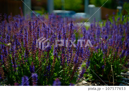 Stems with beautiful purple flowers grow in a flower bed in the park. 107577653