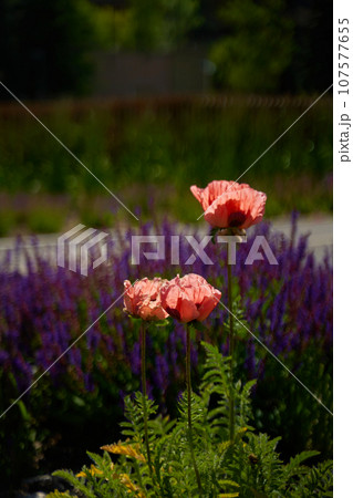 A flowerbed with beautiful pale red poppies in bloom against the background of purple flowers in a meadow. 107577655