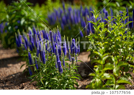Stems with beautiful purple flowers grow in a flower bed in the park. 107577656
