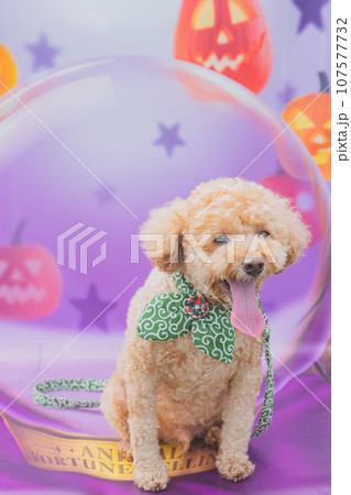 フォトスポット 107577732