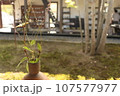一輪挿し 107577977