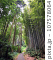 竹やぶに囲まれた一本道 107578064