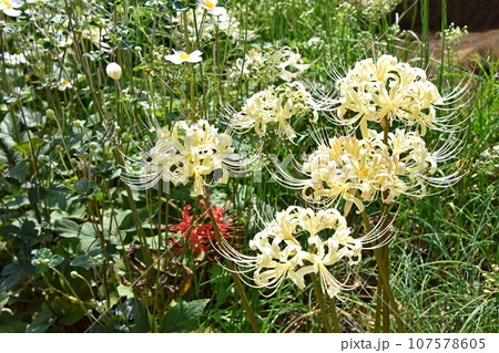 シロバナマンジュシャゲ（白花曼珠沙華） 107578605