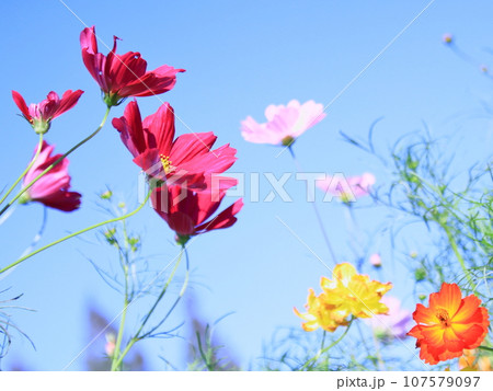 青空にカラフルなコスモスの競演 107579097