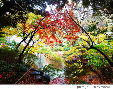 千代田区の紅葉と池 107579098