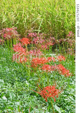 彼岸花 107579455