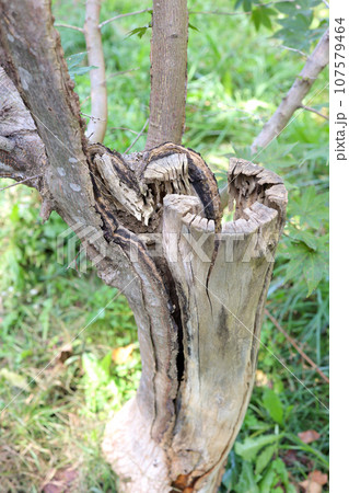 木、樹木、幹、樹皮、植物、自然、屋外、切株、木材、樹、大木、木目 木、樹木、幹、樹皮、植物、自然、屋外、切株、木材、樹、大木、木目 107579464