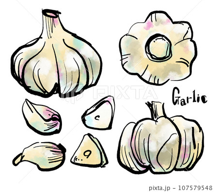 にんにくの手描きイラスト（筆書き水彩墨絵風）なし、ナシ、新高梨、幸水梨、果物、フルーツ、果実、アイコ 107579548