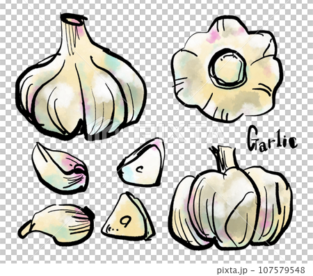 にんにくの手描きイラスト（筆書き水彩墨絵風）なし、ナシ、新高梨、幸水梨、果物、フルーツ、果実、アイコ 107579548