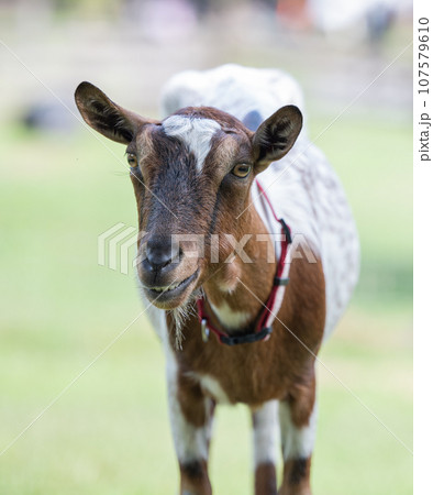 牧場のヤギのスマイル顔　ニヒル顔にも見える 107579610