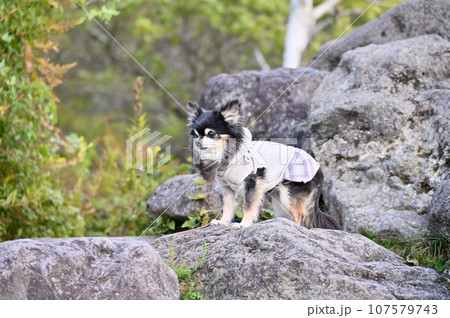 愛犬 チワワと自然の中をトレッキング 登山 愛犬 チワワと自然の中をトレッキング 登山 107579743