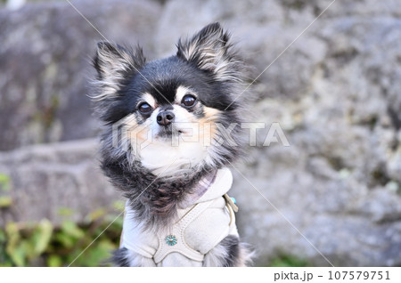 愛犬 チワワと自然の中をトレッキング 登山 愛犬 チワワと自然の中をトレッキング 登山 107579751