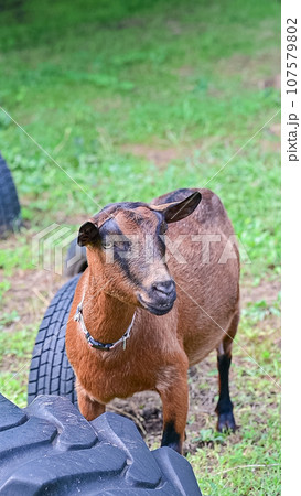 牧場のヤギのスマイル顔 ニヒル顔にも見える 牧場のヤギのスマイル顔 ニヒル顔にも見える 107579802
