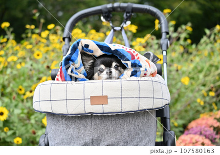 寒くてブランケットにくるまり、まったり温まるチワワ 寒くてブランケットにくるまり、まったり温まるチワワ 107580163