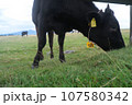 美ケ原高原　絶景　牛 107580342