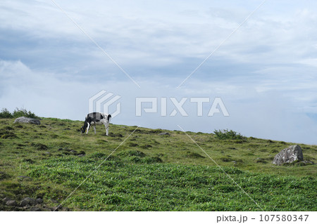 美ケ原高原 絶景 牛 美ケ原高原 絶景 牛 107580347